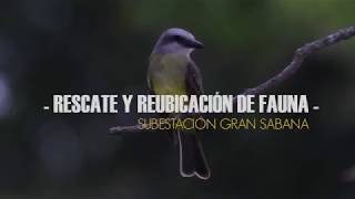 RESCATE Y REUBICACIÓN DE FAUNA - FOTOSÍNTESIS COLOMBIA