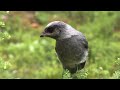 感動の世界遺産 130 カナダ カナディアン・ロッキー山脈自然公園群Ⅰ バンフ国立公園 canadian rocky mountain parks