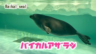 Baikal Seal The world's only freshwater seal | Lake Biwa Museum