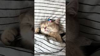 Ты будешь меня любить? Открой глазки, подари улыбку! #respect #funny #cute #cats #юмор