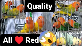 Vlog305 Lutino Opaline Split Parblue🥰😱🦜Parblue Opaline Pale Fallow 😱Dilute😱 Green Opaline Euwing 🦜