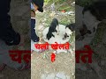 street dog video sweety playing with stick। छड़ी से खेलती स्वीटी।🤣🤣 shorts