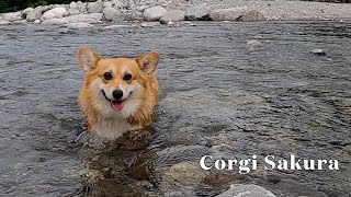 川の浅瀬で遊ぶコーギー / Corgi playing in the river shallows