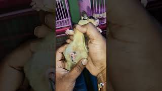 3 Joeys in Sugarglider's Pouch 🤩#mumbai #rare #viralvideo #legal #pets #cute #asmr #joey #diet #like