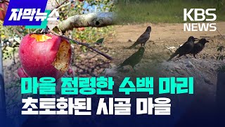 [자막뉴스] 마을 점령한 수백 마리 초토화된 시골 마을 / KBS 2023.06.22.