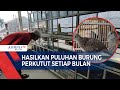 Berawal dari Hobi Kini Raup Cuan Jutaan Rupiah dari Ternak Burung Perkutut