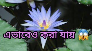 শাপলা ফুলের কন্দ থেকে চারা করার সহজ পদ্ধতি ||How to grow water lily plant from bulb