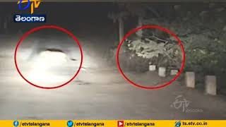 Watch | Two Leopards Fight | at Chamarajanagar | Karnataka