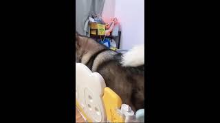 🐶🐶🐶想知道養阿拉斯加犬是什麼樣的體驗？来看我們家洛洛直播吧🥰