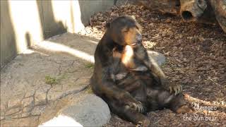 マレーグマのモモコ「陽射し」＠上野動物園 / Momoco the Sun bear enjoy winter sunshine