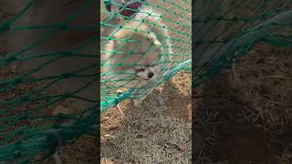 놀이터철망씹는강아지#funnydogvideo #포메라니안 #강아지산책 #강아지영상#화났니