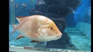 ちょっとスナップ『水族館』　自費出版　写真集　印刷　青森県