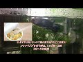 【熱帯魚】ベタの優雅なヒレの美しさと健康を保つ飼育方法【フレアリングの重要性】