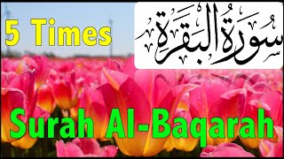 Surah Al Baqarah Full (5 Times) with beautiful Tulips | سورة البقرة | Beautiful Recitation of Quran