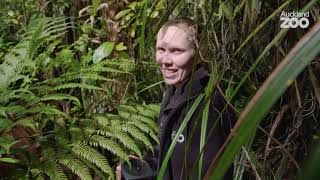 Conservation In Action : Counting Kōkako