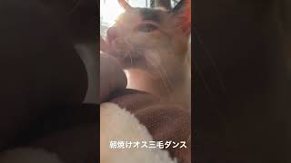 朝焼け窓際オス三毛猫ダンス #猫 #cat #ねこ #オス三毛猫 #shorts