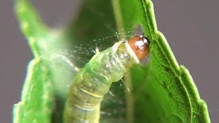 Leafroller Caterpillar rolling a leaf - High Speed (Tortricinae spp.)