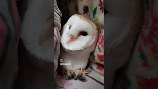 一緒に布団で寝るフクロウ #ショート #barnowl #owl #かわいい #フクロウ #ペット動画 #癒し #cute #ペット #動物 #寝る#sleeping