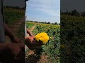 செவ்வந்திப்பூ அறுவடைக்கு தயார் 🌼💛 farming shortsvideo shorts