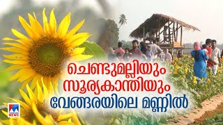 ചെണ്ടുമല്ലിക്ക് പിന്നാലെ സൂര്യകാന്തിയും; വിജയം കൊയ്ത് ഷബീറലിയെന്ന യുവകര്‍ഷകന്‍ | Sunflower