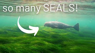 San Diego Snorkeling // Seals Galore!