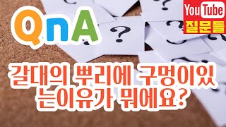 갈대의 뿌리에 구멍이있는이유가 뭐에요?