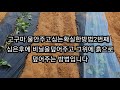 고구마물안주고심는 최신방법