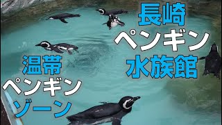 長崎ペンギン水族館マゼランペンギン Spheniscus magellanicus05