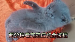 两分钟看完小猫成长全过程:那个阶段让你更留恋？