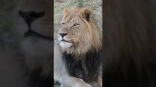 Best Places To See Lions and Leopards 🦁🐆#shorts #lion #leopard #wildlife #viral #ytshorts