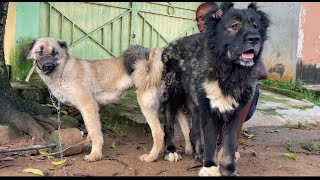 How to calculate dog delivery date from mating day #dog #pets #petsrule #animals
