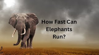 How Fast Can Elephants Run? #elephants #fast #run #animals #factsaboutanimals #elephantbehavior