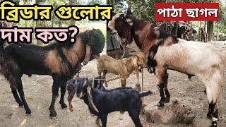 পশ্চিমবঙ্গের সবচেয়ে বড় পাঠা ছাগলের ফার্ম।ছাগল পালন পদ্ধতি।Biggest Goat Breeder Farm in West Bengal