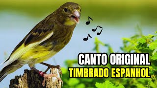 CANTO TIMBRADO ESPANHOL ORIGINAL para ENCARTAR filhotes