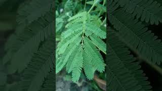 Mimosa pudica, Touchme not plant #science #nature #naturelovers #mimosapudica #touchmenotplant