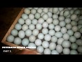 Kunci Sukses Menetaskan Telur Tutorial Mentaskan Telur Bebek Part 2