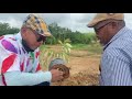 Baja TAAVEEKUN Potong akar tunjang benih durian sebelum tanam..