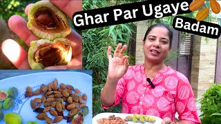 Badam ki Harvesting | Ghar par ugaye Badam | Indian Almond Tree