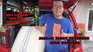 JANGAN TAKUT BETERNAK AYAM KAMPUNG, KARENA AYAM BISA CARI MAKANNYA SENDIRI!!!