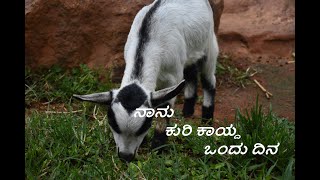 ನಾನು ಕುರಿ ಕಾಯ್ದ ಒಂದು ದಿನ