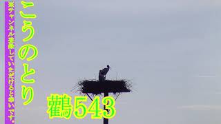 コウノトリ、20 08 0543　こうのとりすくすく子育て家族（Stork）