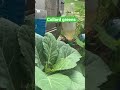 Growing collard greens in bucket of 5 gallons