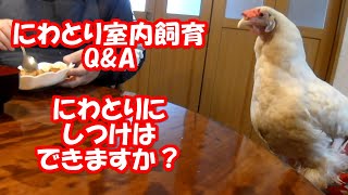 にわとり室内飼育 Q\u0026A しつけはできますか？ Can you discipline? 【鶏 オムツ 鳥 おむつ ペット ニワトリ】