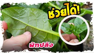 ผักปลัง ช่วยได้ ผักพื้นบ้าน แต่สิ่งนี้กลับดีจนคาดไม่ถึง | Nava DIY