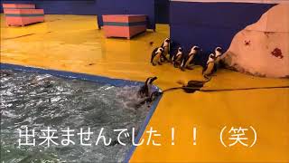 【ペンギン】ゆづちゃん初プール（伊勢シーパラダイス／水族館）