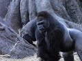 momoko outsmarts haoko　gorilla at ueno zoo　上野動物園のゴリラ　ハオコ、モモコに裏をかかれる