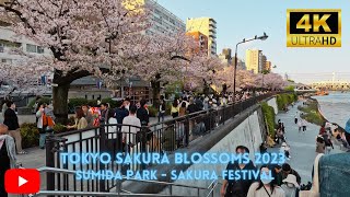 Tokyo Cherry Blossom 2023: Exploring the Sumida Park Sakura Festival [4K]!