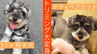 【トリミング】ミニチュアシュナウザー大変身！子犬テディベアカット