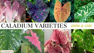 Caladium Plant Varieties Names plus Grow and Care Tips (Heart of Jesus, Gabi-Gabi, Angel's Wings)