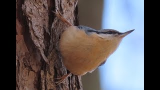 575. Brhlík lesní, Eurasian Nuthatch, Kleiber,Обыкновенный поползень,Kowalik zwyczajny